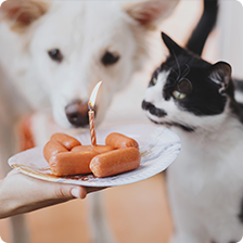 birthday treats with candle for cat and dog on plate